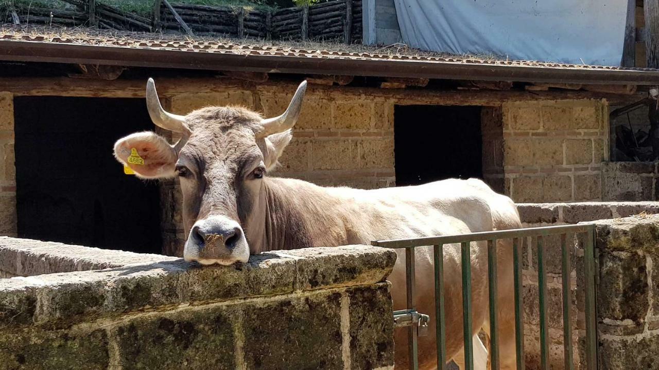 Agriturismo Ricciardelli Villa Contrada  Eksteriør billede